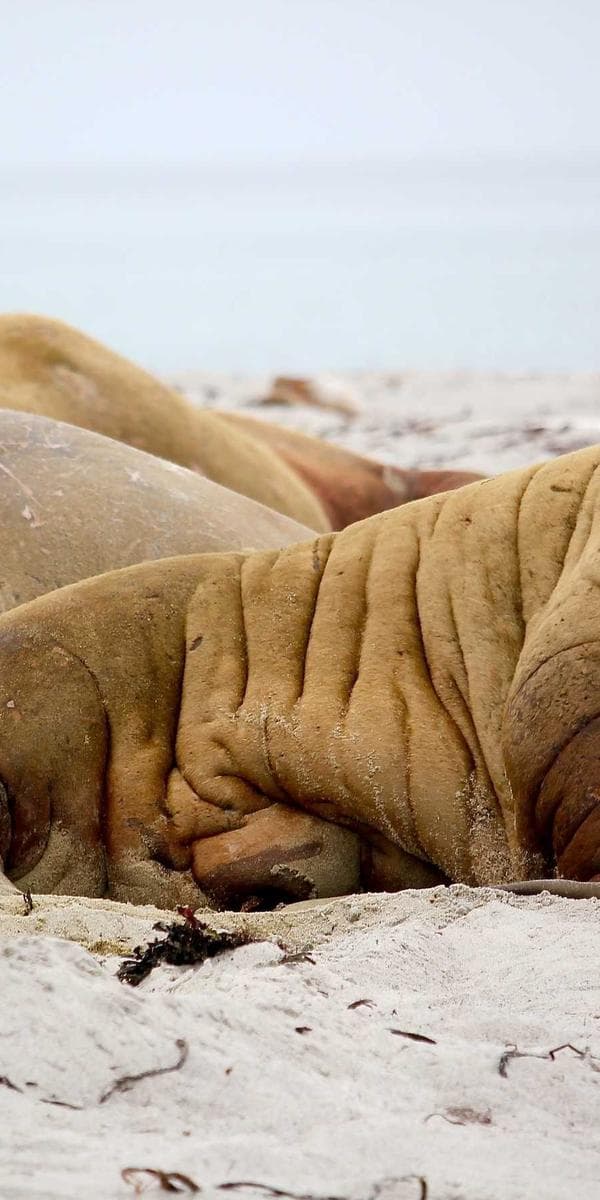 Garderobe-visning i appen